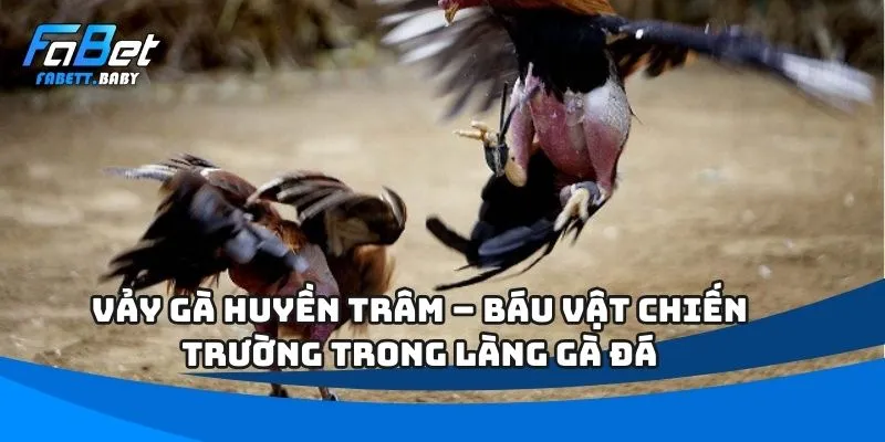Vảy Gà Huyền Trâm – Báu Vật Chiến Trường Trong Làng Gà Đá