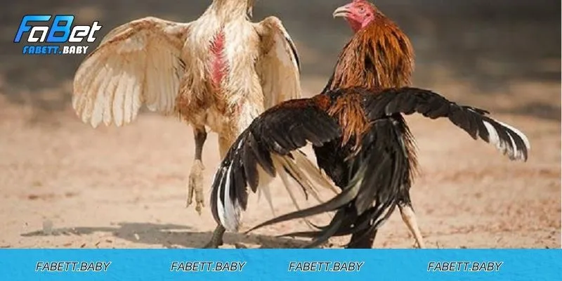 Vảy Gà Huyền Trâm – Báu Vật Chiến Trường Trong Làng Gà Đá