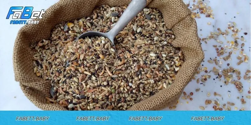Cách phân chia mồi theo 3 bữa chính