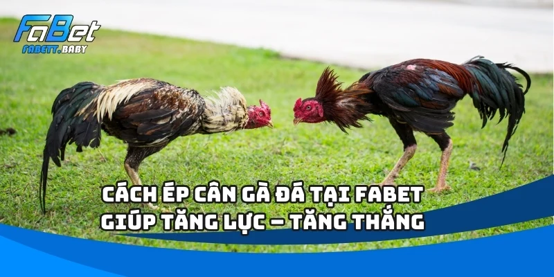 Cách ép cân gà đá
