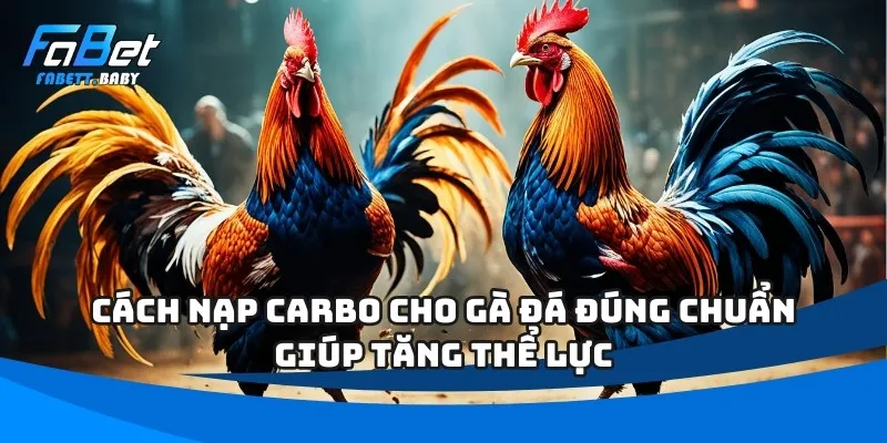 Cách nạp carbo cho gà đá