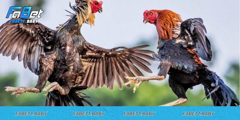 Nhận biết gà linh kê qua yếu tố tâm linh