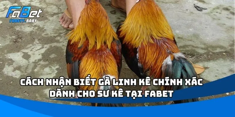 Cách Nhận Biết Gà Linh Kê