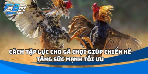 Cách Tập Lực Cho Gà Chọi