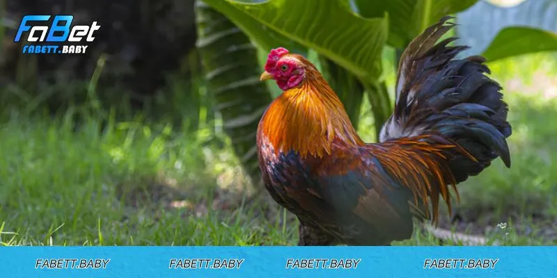 Chú ý những điều trên khi dùng cách ép cân gà đá