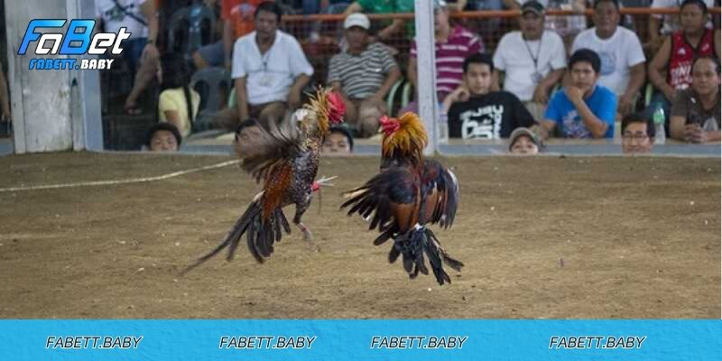 Đá gà cựa dao Philippines thu hút đông đảo người chơi