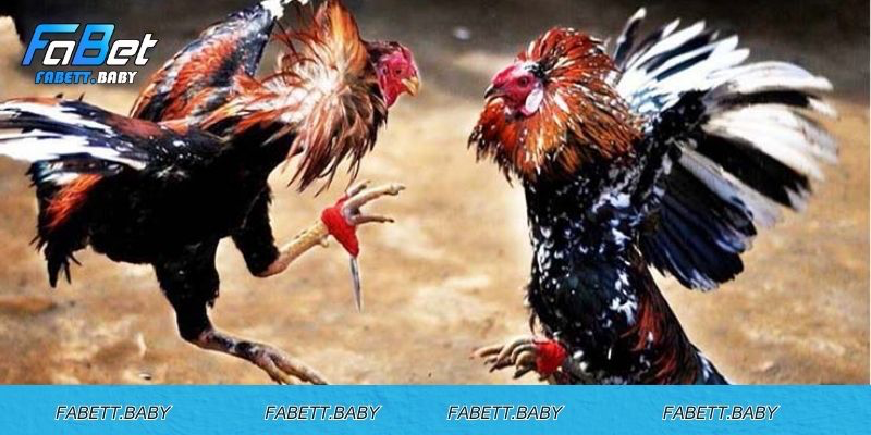 Mẹo chơi đá gà cựa dao Philippines thắng lớn