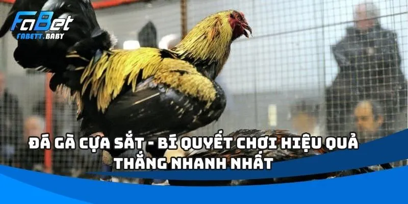 đá gà cựa sắt