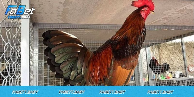 Những lưu ý khi chăm sóc gà đá cựa tròn