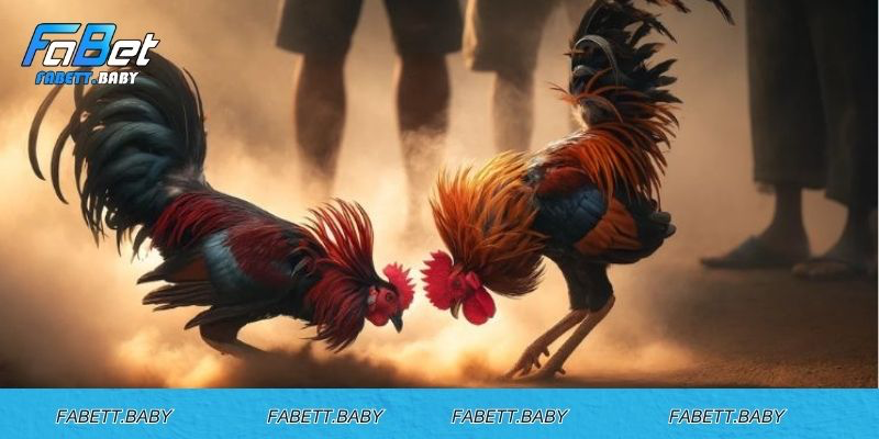 Tại sao nên chọn tham gia cược đá gà cựa tròn