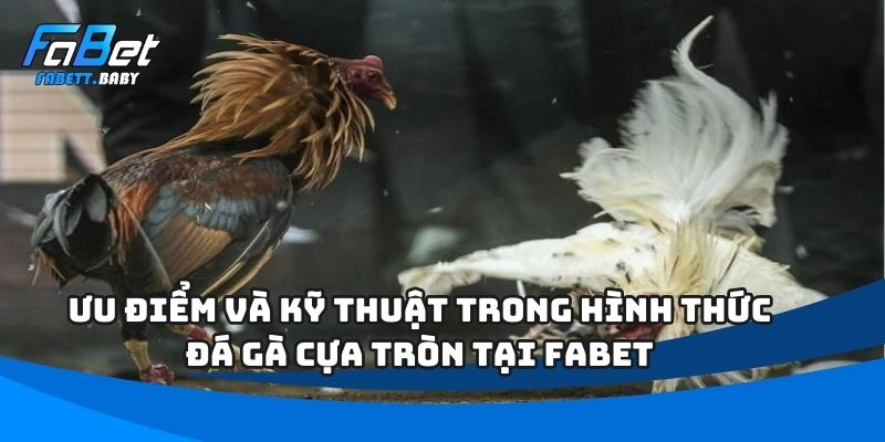 Đá gà cựa tròn