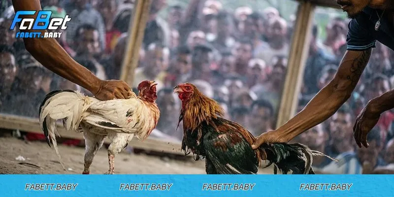 Đá gà FABET - Trải nghiệm sân chơi cá cược trực tuyến