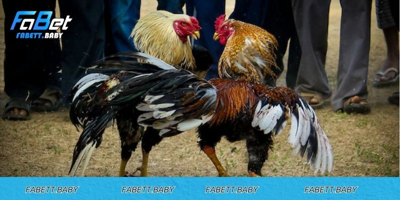 Nhận biết chiến kê xuất sắc trong đá gà thomo cựa giao
