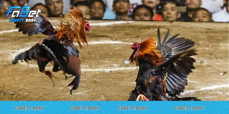 Chiến lược đỉnh cao để thắng lớn trong chiến đấu