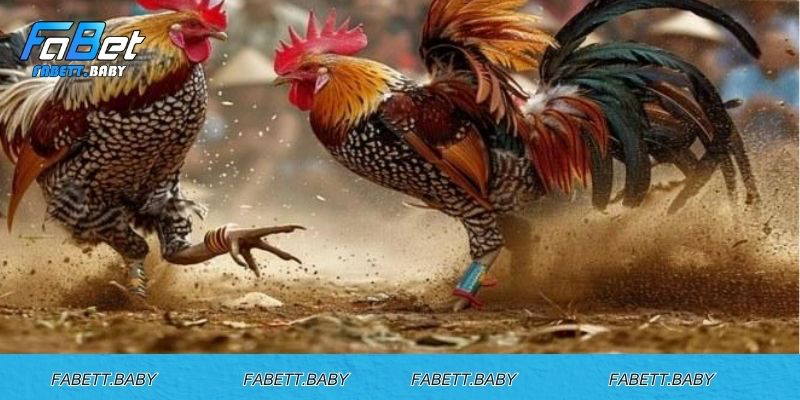 Dấu hiệu độ khoẻ mạnh của gà đá Thomo cựa dao