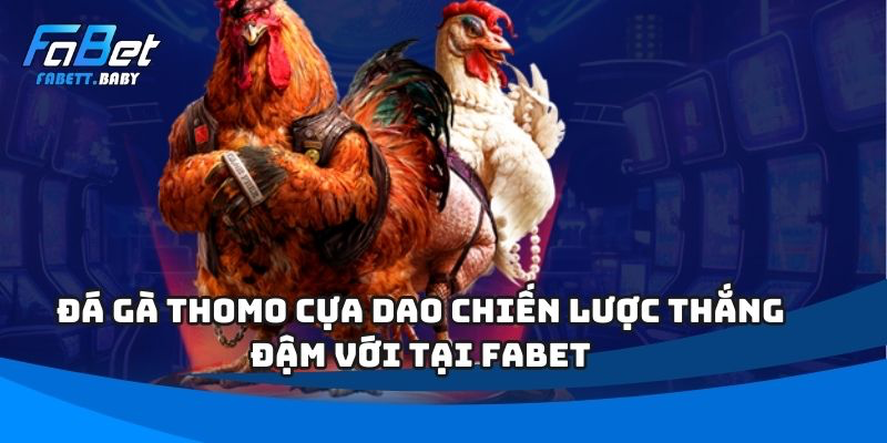 Đá gà thomo cựa dao