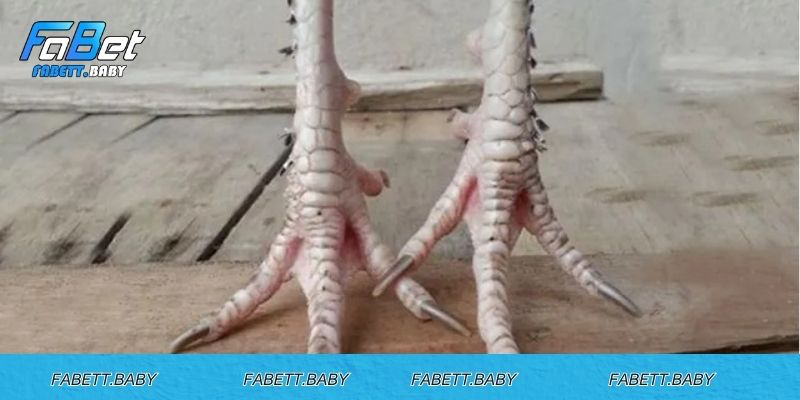 Dấu hiệu cơ bản để nhận biết gà chân lông vảy loạn