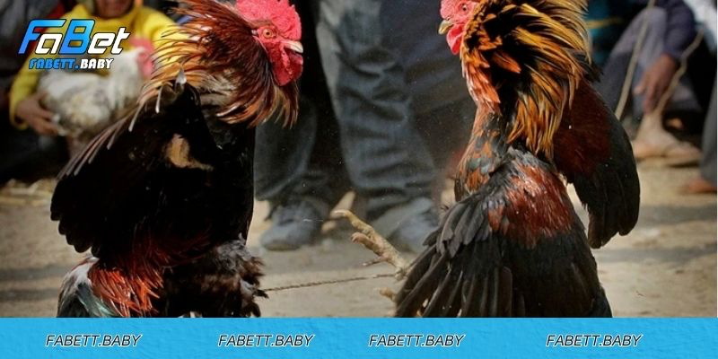 Điểm mạnh và yếu của gà chân lông vảy loạn