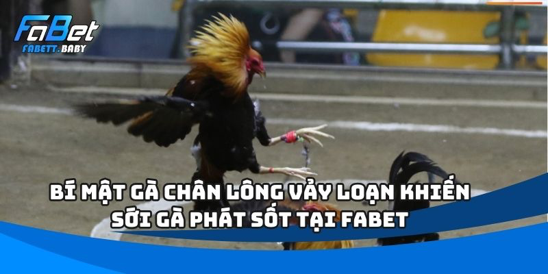 gà chân lông vảy loạn