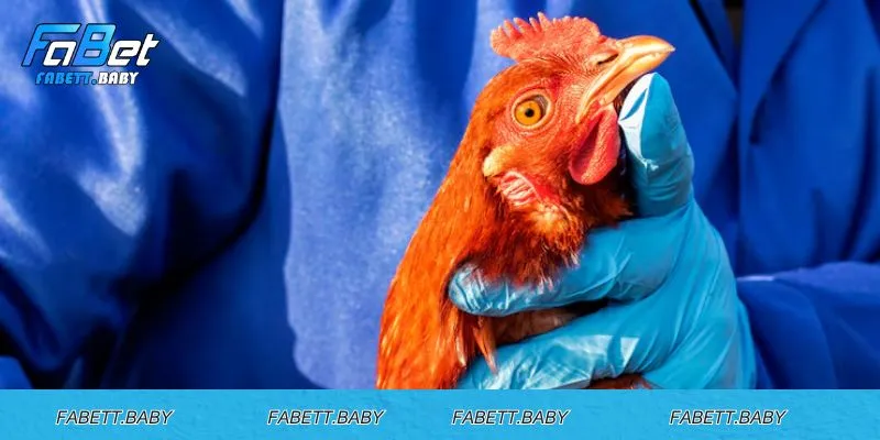 Một số chú ý khi mọi người điều trị hen cho gà