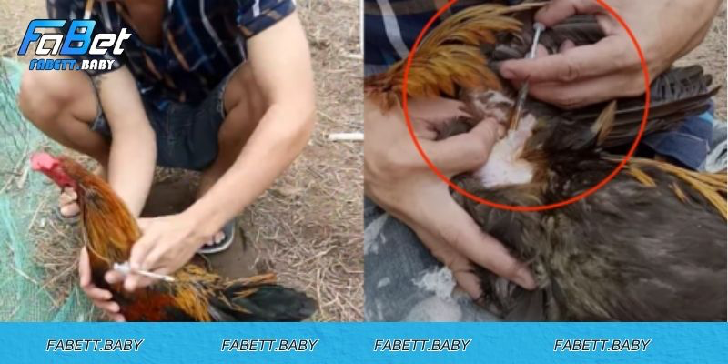 Nhận thức về thuốc đá gà bịp là gì