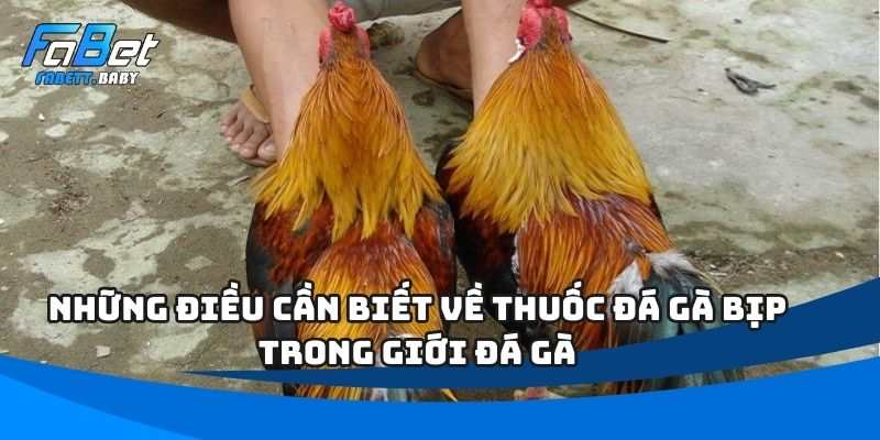 Thuốc đá gà bịp