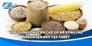 Top 7 loại thức ăn cho gà đá