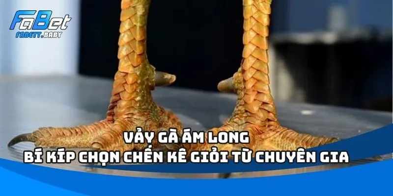 Vảy Gà Ám Long - Bí Kíp Chọn Chến Kê Giỏi Từ Chuyên Gia