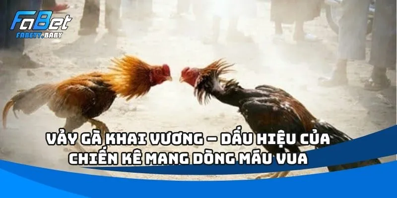 Vảy Gà Khai Vương – Dấu Hiệu Của Chiến Kê Mang Dòng Máu Vua