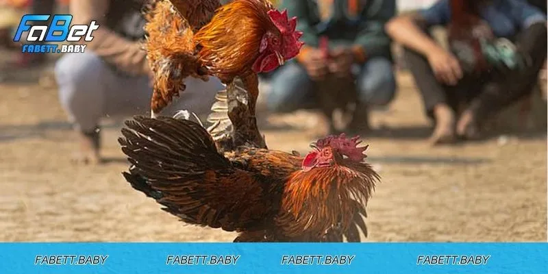 Cùng với FABET tìm hiểu về vảy gà Khai Vương