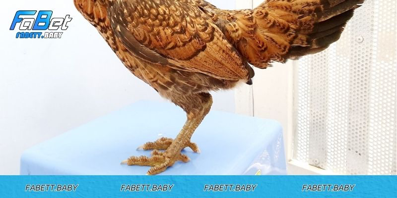 Điểm nổi bật nhận dạng vảy gà kích giáp