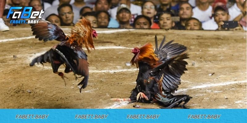 Khai phá tiềm năng chiến đấu của vảy gà kích giáp