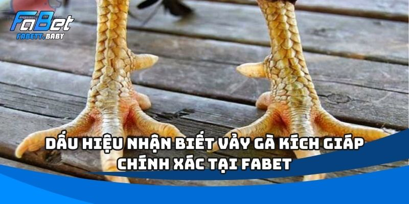 vảy gà kích giáp