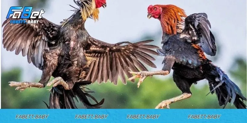 Vảy Gà Thới Hoa Đăng – Báu Vật Trong Giới Gà Đá